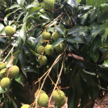 妃子笑，白糖罂，肉荷包，荔枝