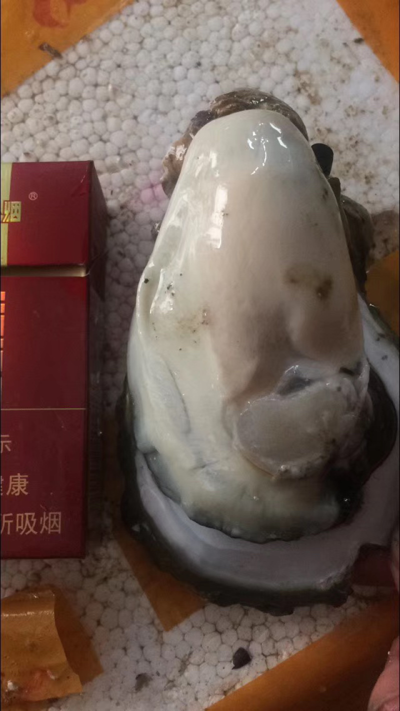 台山或珠海生蚝，巨肥美长期大量供货