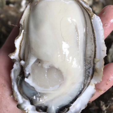 台山或珠海生蚝，巨肥美长期大量供货