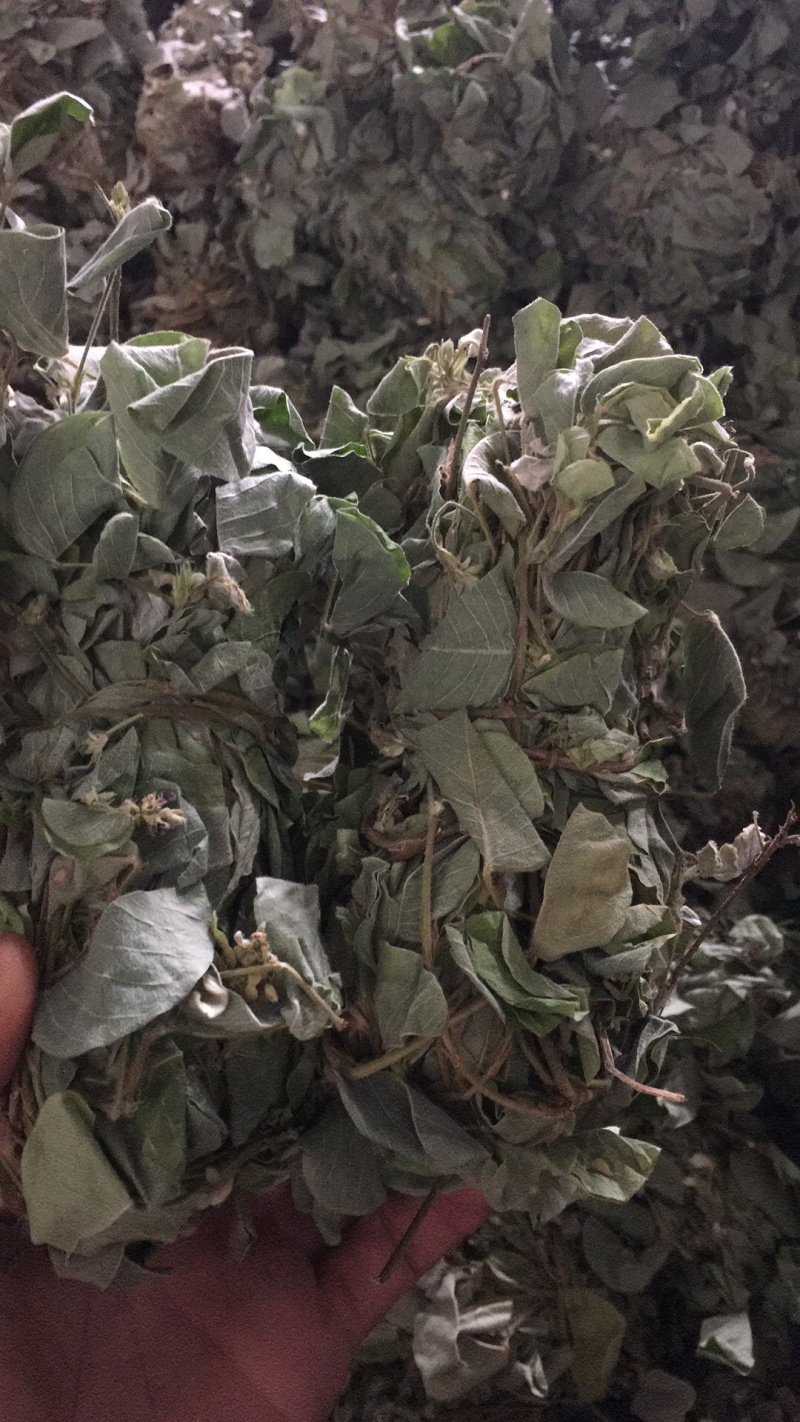 够绿够靓无泥无杂广金钱草
