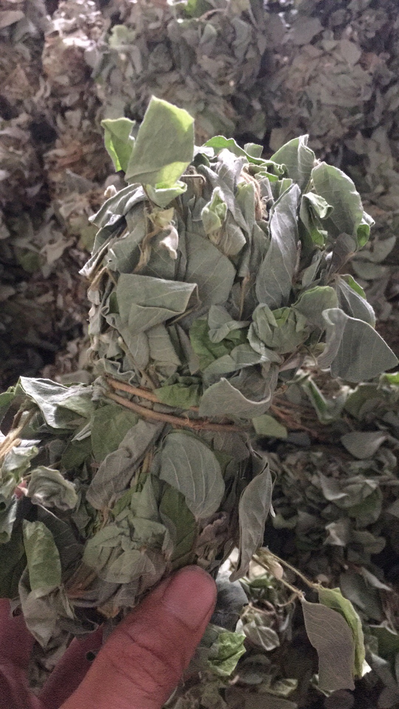 够绿够靓无泥无杂广金钱草