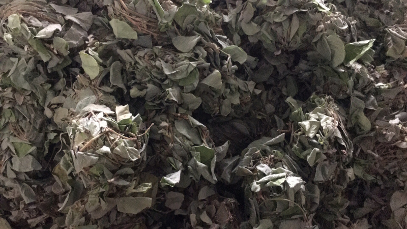 够绿够靓无泥无杂广金钱草