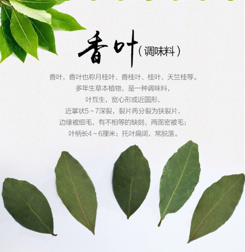 香叶新货冷库保管绿叶火锅底料全干无硫新的货