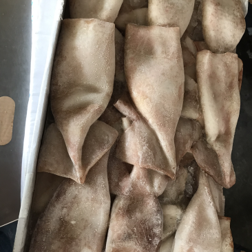特色鱿鱼铜，