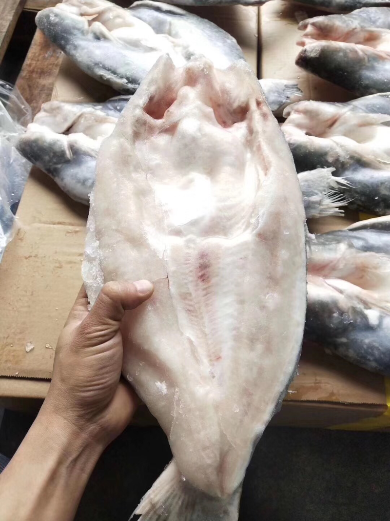 开背巴沙鱼系列