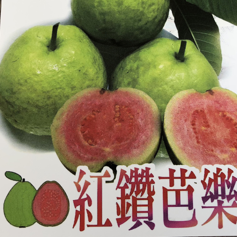 台灣新品種紅鑽芭樂
