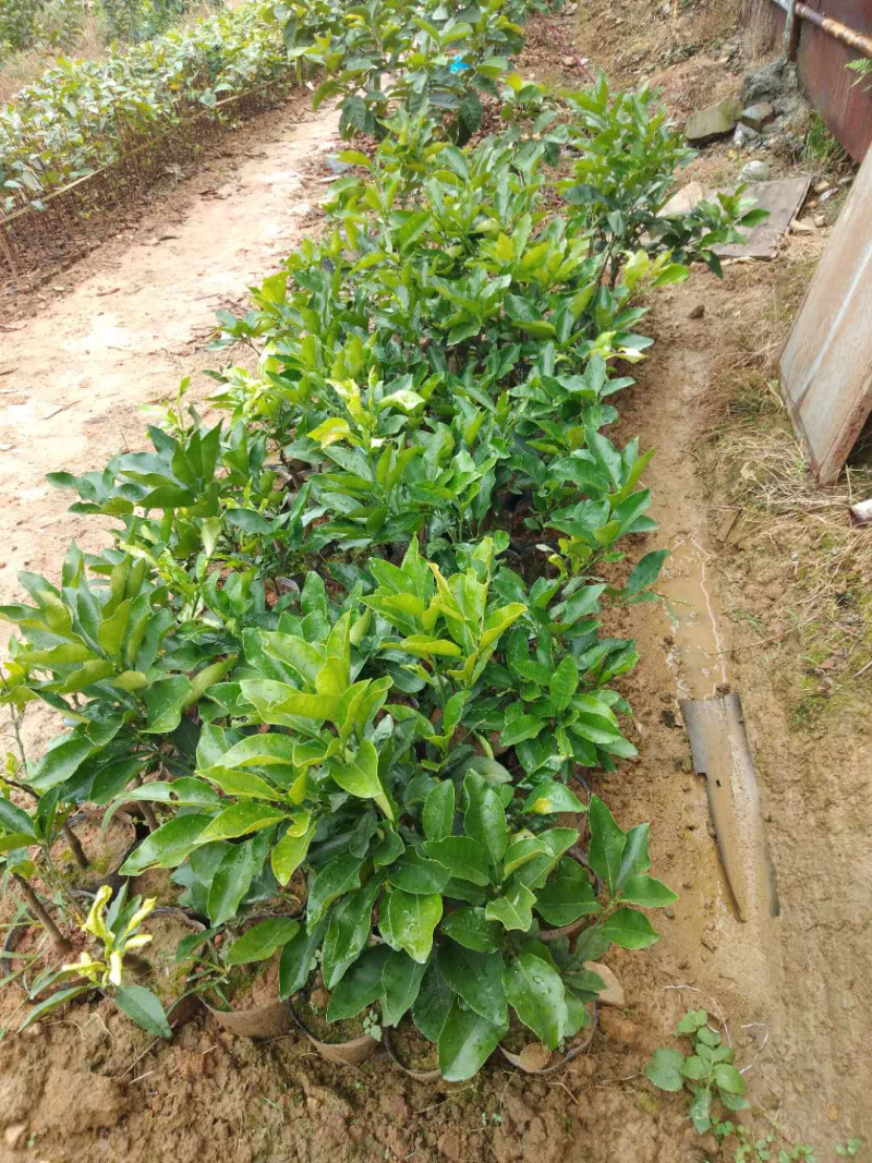 台灣紅文旦枝條一枝30
