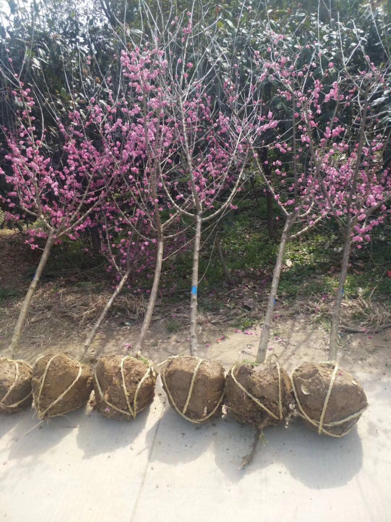 红梅1-10公分基地量大，腊梅、红梅、绿梅、