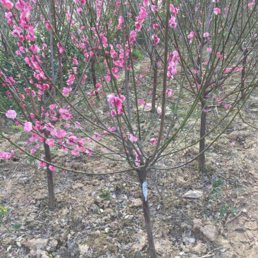 红梅1-10公分基地量大,腊梅、红梅、绿梅、