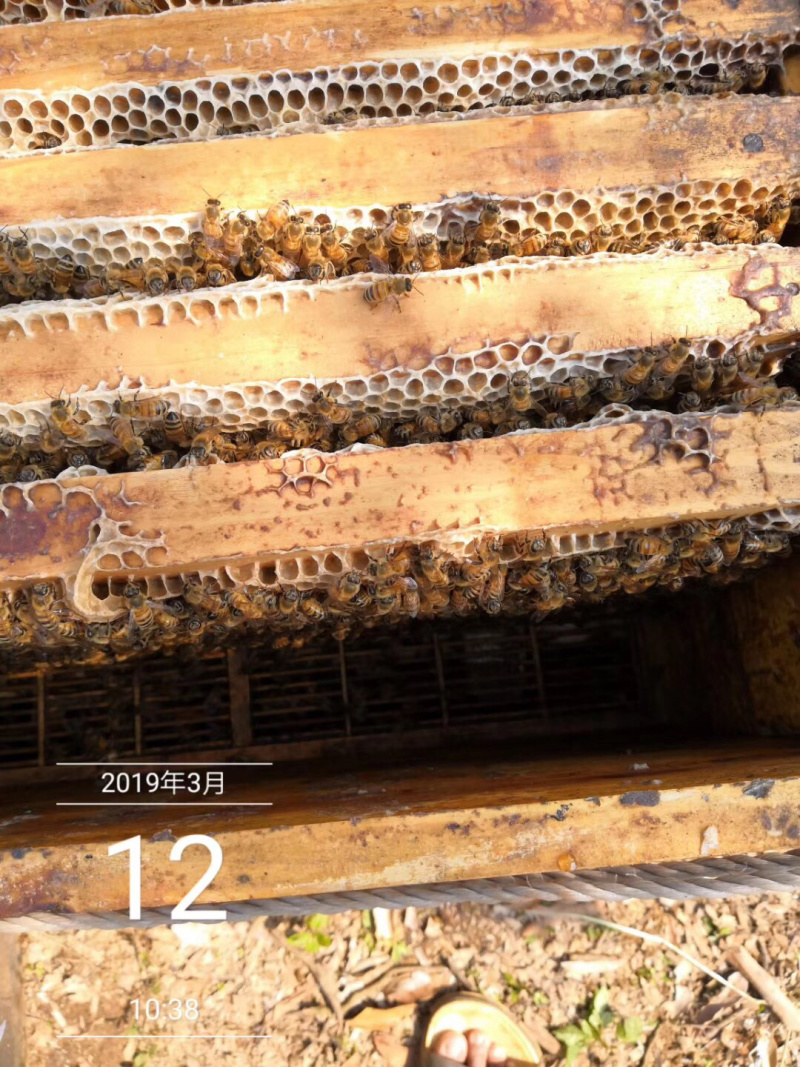 百花蜜土蜂蜜纯正天然蜂蜜成熟蜜封盖蜜中华蜂产