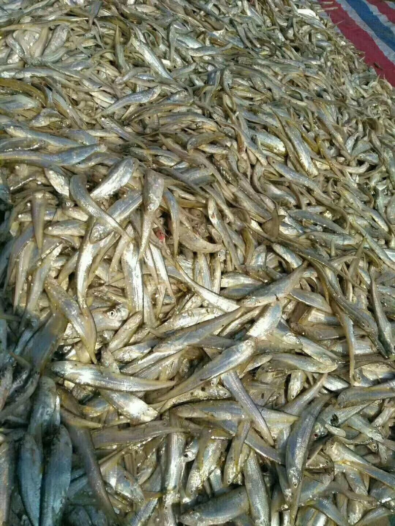 刀鱼12刀15
