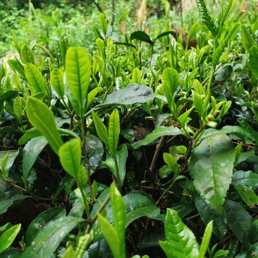 恩施高山绿茶