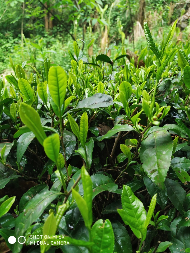 恩施高山绿茶