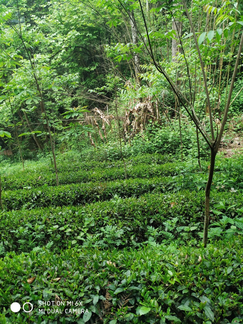 恩施高山绿茶