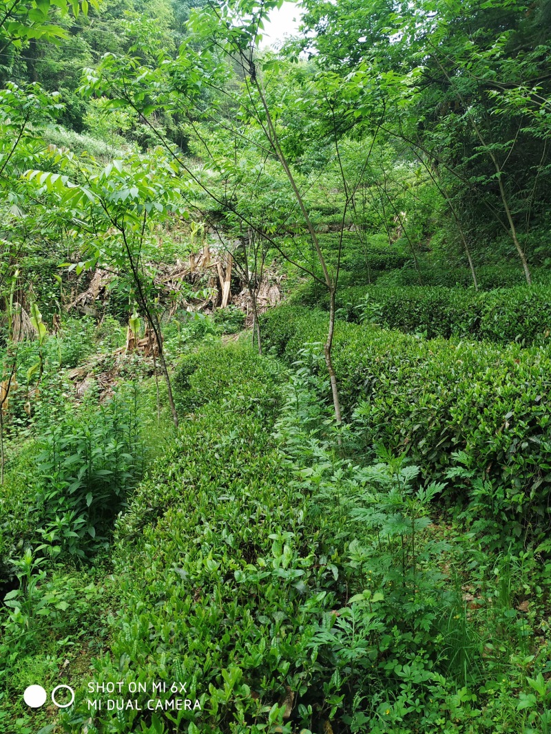 恩施高山绿茶