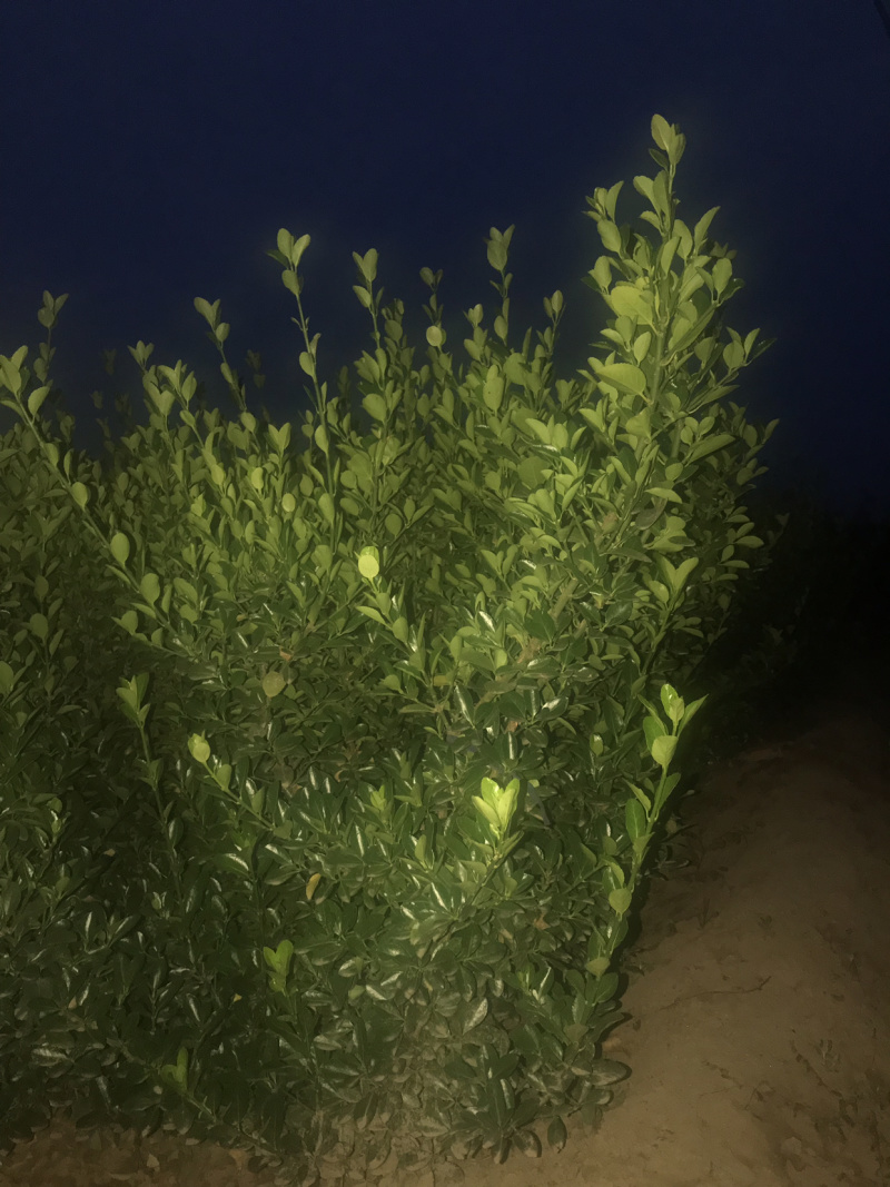 一米起步大叶黄杨