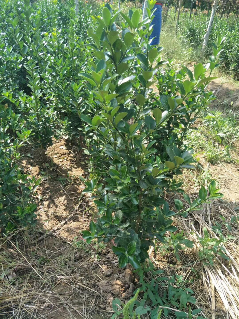 大叶黄杨（冬青）