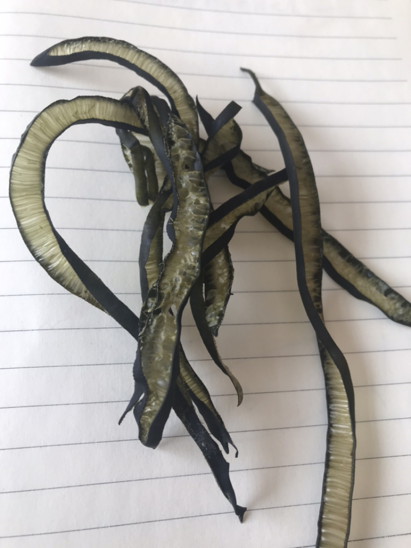 新货海茸