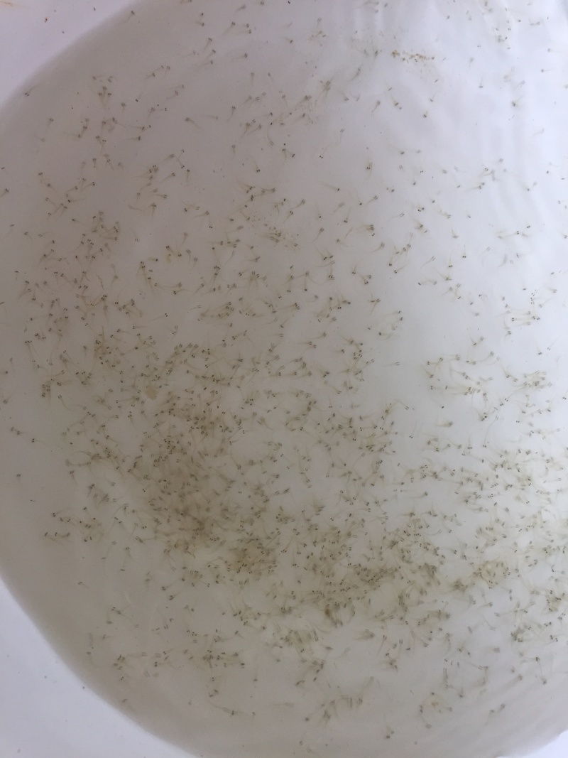 大量供应，花鲢苗水花鱼塘直供成活率高，可视频验货