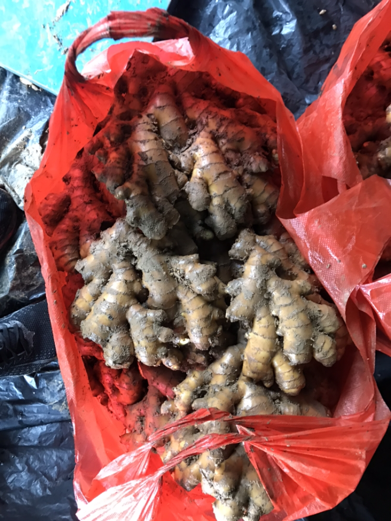 特靓泥巴姜