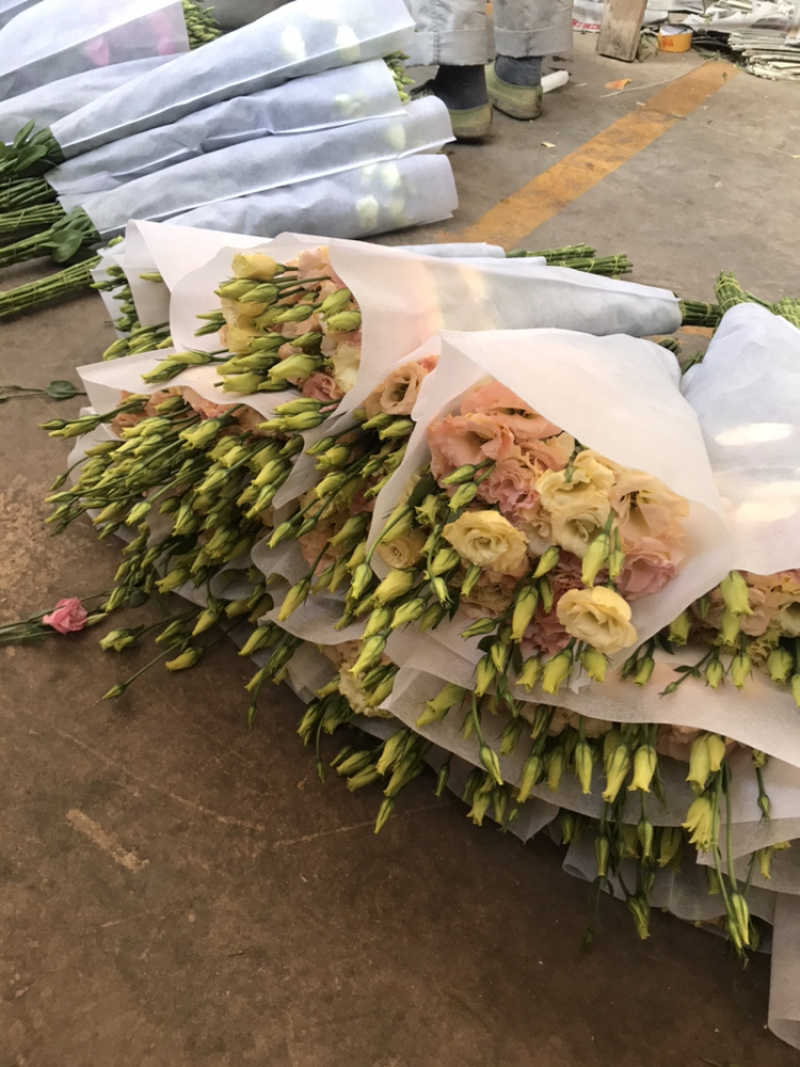 洋桔梗鲜花花束基地直销
