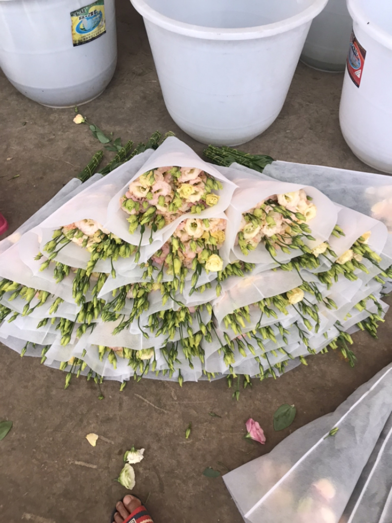 洋桔梗鲜花花束基地直销