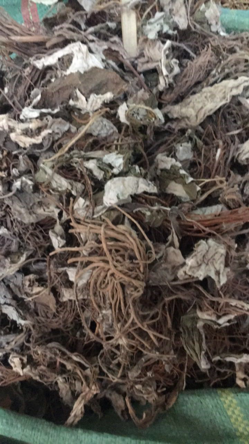 白眉草