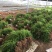 天冬苗基地批发良种天冬苗薯多苗壮一首货源货真价实