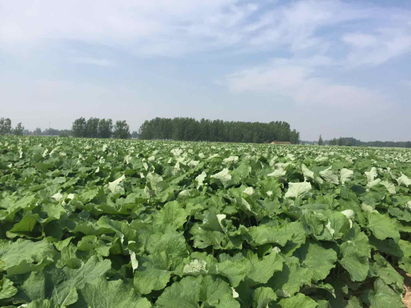 2026年新鲜牛蒡鲜牛蒡新上市整车发货多年经验品质高