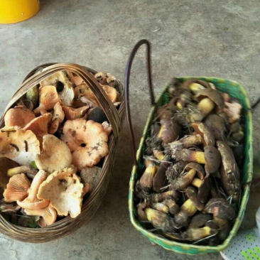 野生菌