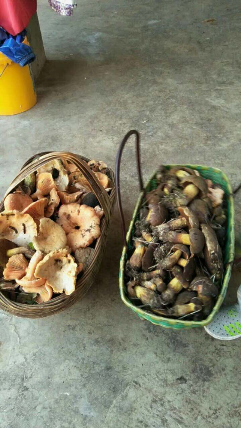 野生菌
