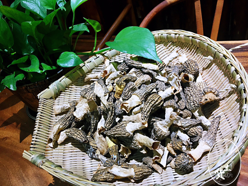 羊肚菌