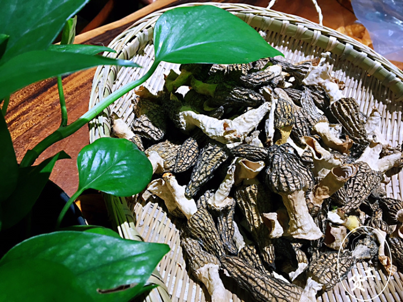 羊肚菌