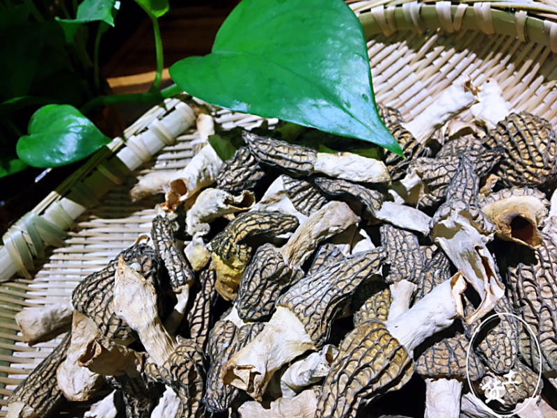 羊肚菌