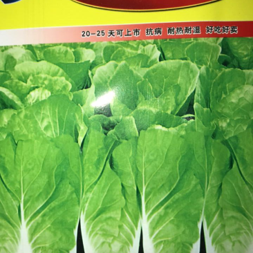 快菜种子四季速生小白菜籽农家菜园蔬菜种子阳台种菜盆栽青菜