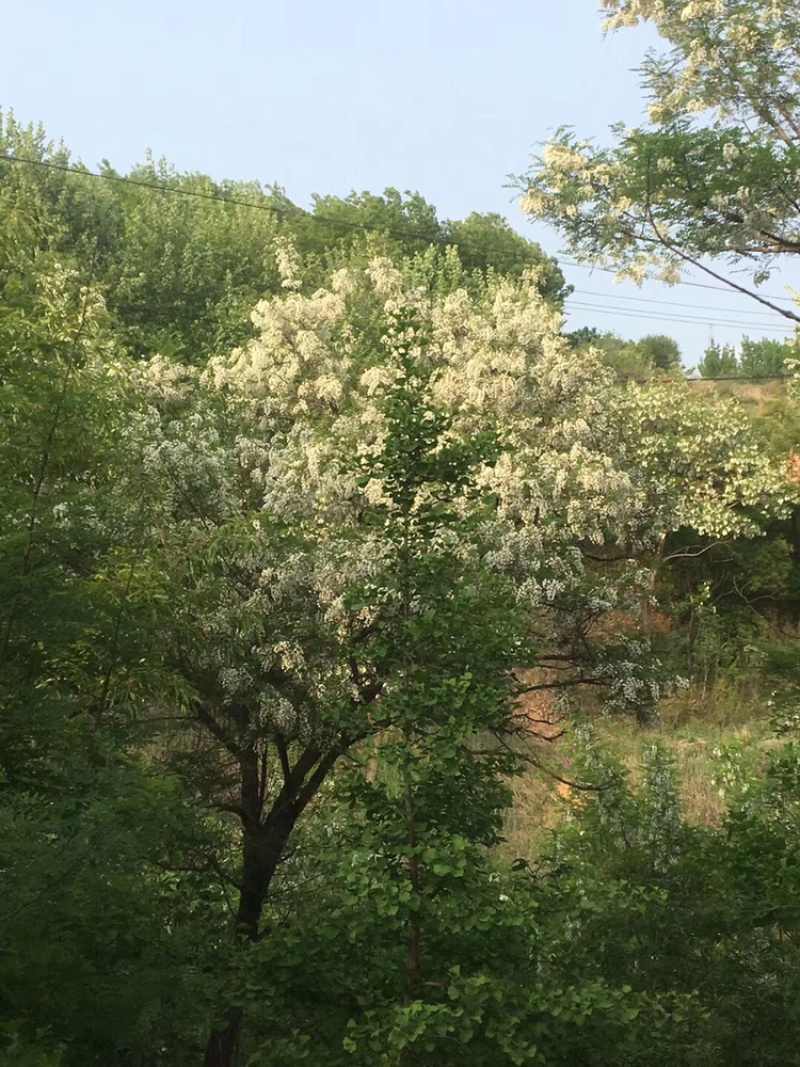 原汁原味正宗槐花蜂蜜