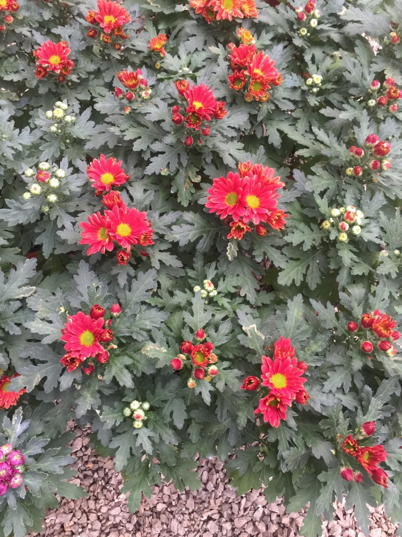 山东青州荷兰菊盆栽花卉