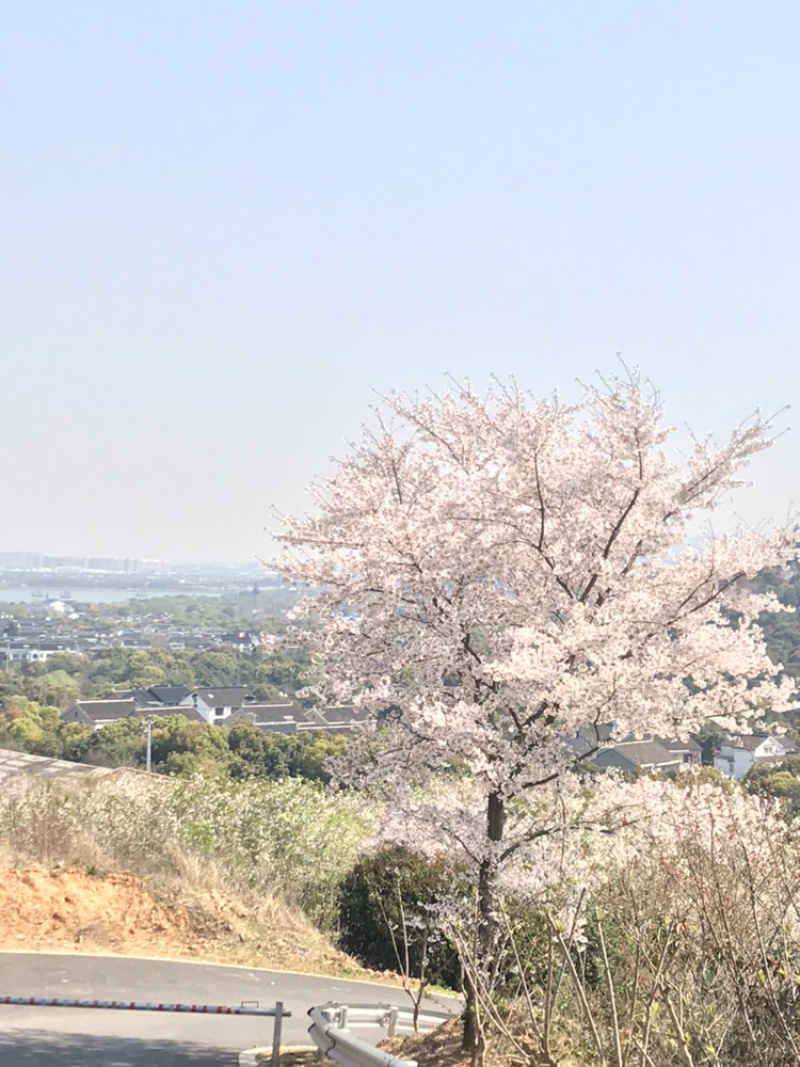 樱花，日本早樱，染井吉野，寒绯樱，八重寒绯樱