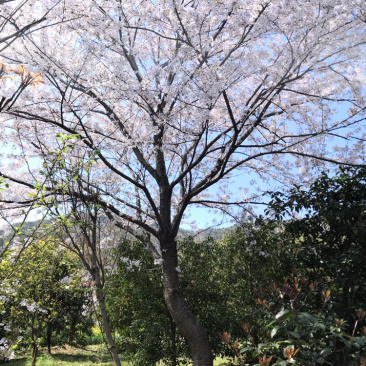 樱花，日本早樱，染井吉野，寒绯樱，八重寒绯樱