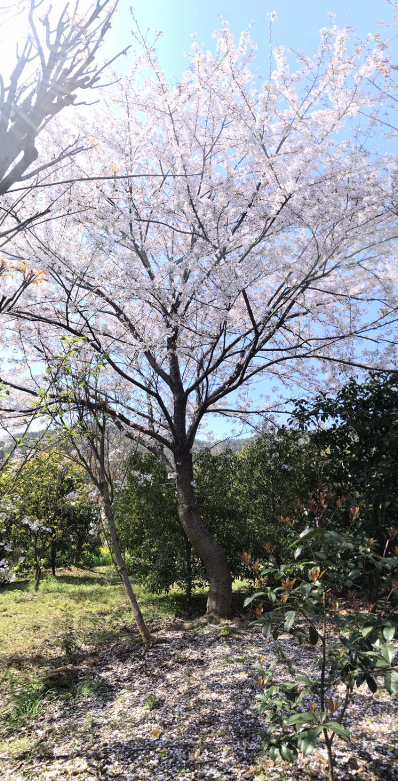 樱花，日本早樱，染井吉野，寒绯樱，八重寒绯樱