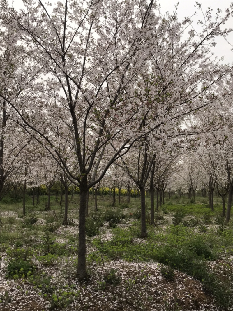 樱花，日本早樱，染井吉野，寒绯樱，八重寒绯樱