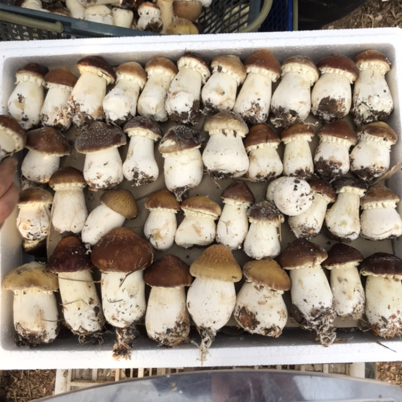 成都精品大球盖，已经大量上市，需要的老板电话联系！