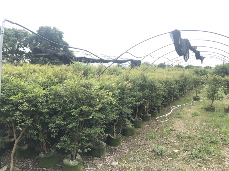 梵盛四季嘉宝果树苗早生树葡萄苗品种齐全成活率高质量保证