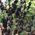 梵盛四季嘉宝果树苗早生树葡萄苗品种齐全成活率高质量保证