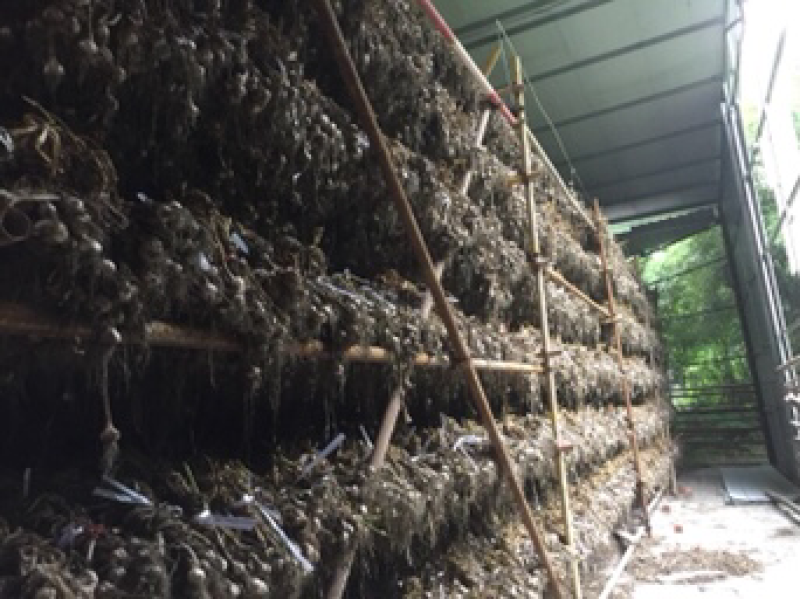 四川大蒜种蒜苔种苗蒜种红根蒜苗种葱种（源头好货）