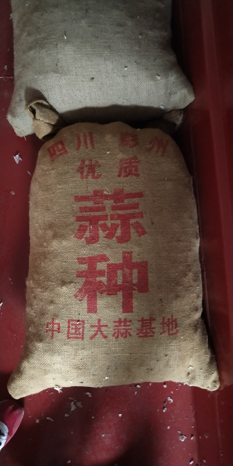 四川大蒜种蒜苔种苗蒜种红根蒜苗种葱种（源头好货）