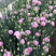 洋桔梗鲜花花束基地直销