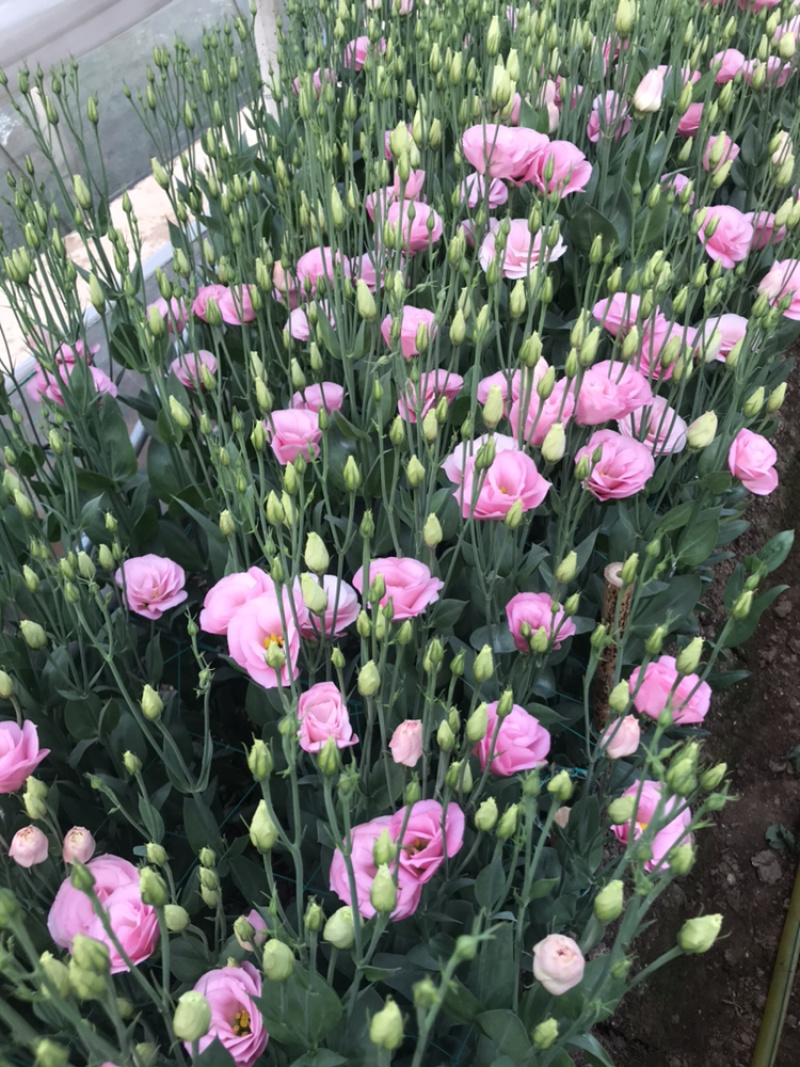 洋桔梗鲜花花束基地直销