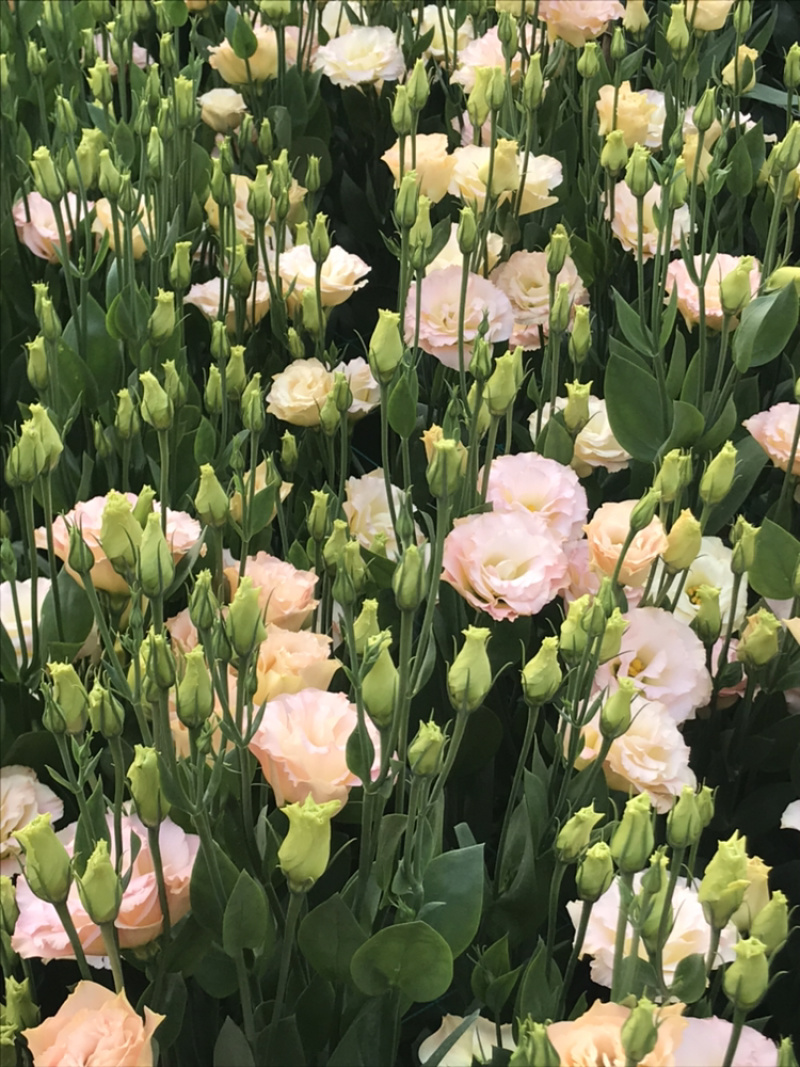 洋桔梗鲜花花束基地直销