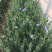 洋桔梗鲜花花束基地直销